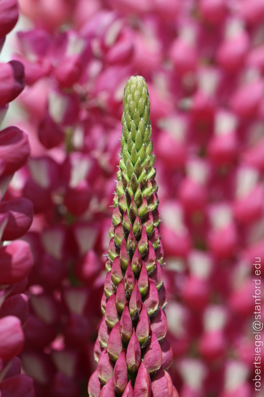 ushuaia - lupine